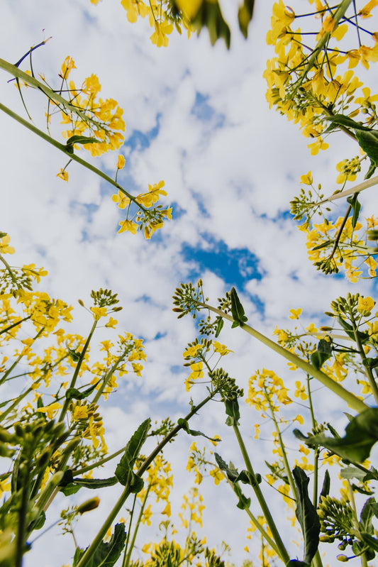 Routine beauté visage de printemps à la nigelle pour une peau fraîche et lumineuse